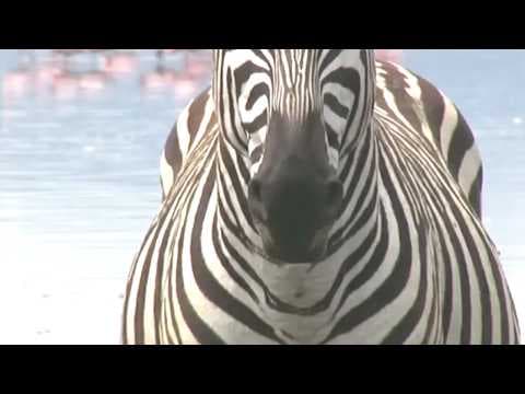 Why Zebra Are Terrible Horses thumbnail