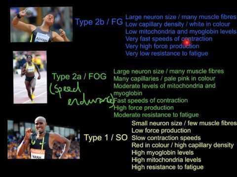 Muscle Fibres and Exercise Intensity thumbnail