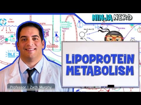 How Does Lipoprotein Metabolism Work? thumbnail