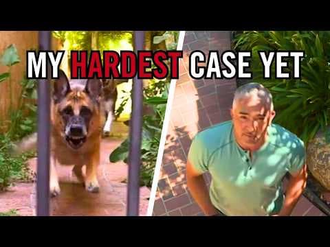 This German Shepherd May Be One of My Toughest Cases Yet thumbnail