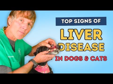 Signs of a Pet with Liver Disease: Top Holistic Remedies thumbnail