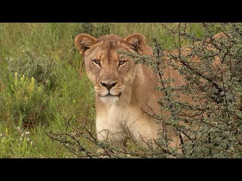 The Lion That Escaped the Fence (4K Documentary) thumbnail