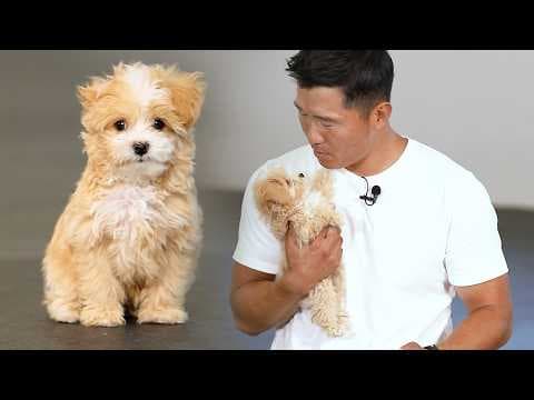 얘를 무슨.. 배변 훈련을 해요. 실수하면 그냥 닦아주세요! [퍼피교육] thumbnail