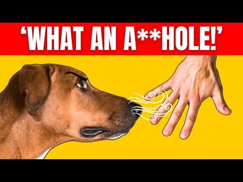 How Dogs Can Recognize a Bad Person (INCREDIBLE Dog Abilities) | K9Pedia thumbnail