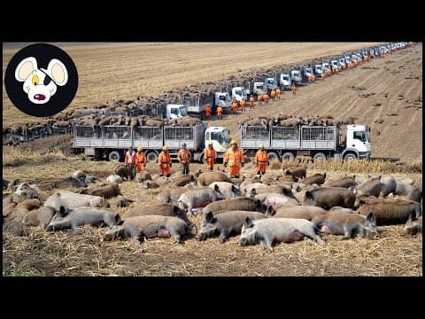 Texas Wild Hog Elimination Project Reveals Horrifying Footage Nobody Saw Coming | Invasive Species thumbnail