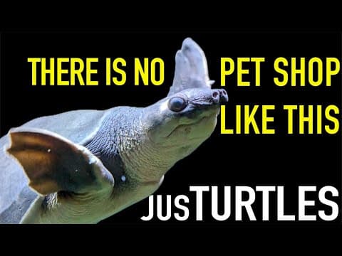 Visiting an Amazing Exotic Pet Store with Turtle Ambassadors! thumbnail