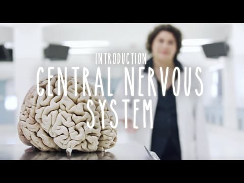 Neuroanatomy S1 E1: Intro to the Central Nervous System #neuroanatomy #science #medicine #brain thumbnail