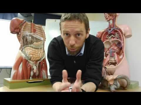 Peritoneum in clingfilm thumbnail