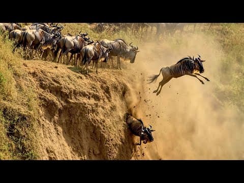 MIGRACIONES SALVAJES: Las Más Peligrosas Del Mundo [Documental] thumbnail