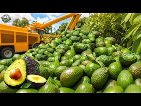 How American Farmers Harvest 260 Million Pounds Of Avocado | Agriculture Technology thumbnail