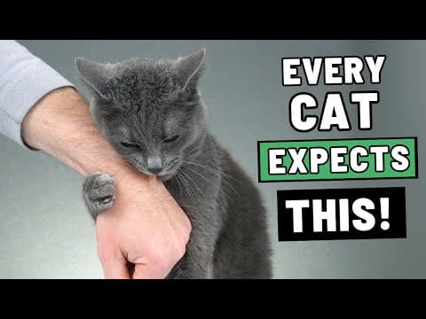 The Unspoken Rules Cats Expect You to Follow thumbnail