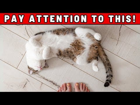 If Your Cat Lies Down in Front of You, THIS Is What They’re Trying to Say to You thumbnail
