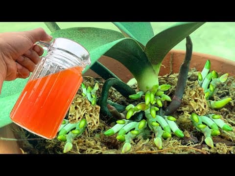 Just 1 cup per month, both roots and flowers bloom all year round thumbnail