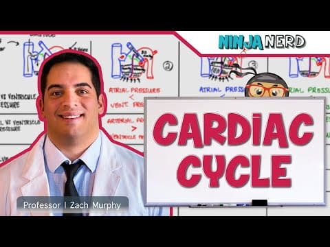 How Does the Cardiac Cycle Control Blood Flow? thumbnail