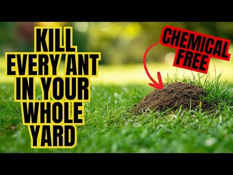 Natural Way To Rid Your Entire Yard Of ANTS (WITHOUT CHEMICALS) thumbnail