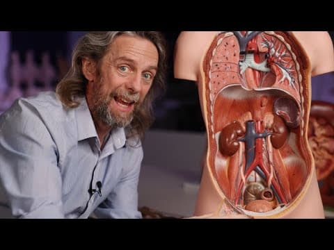 Urinary system anatomy introduction thumbnail