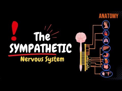 Sympathetic Nervous System: Animated Scheme (Ganglia, Neurons, Plexuses) thumbnail