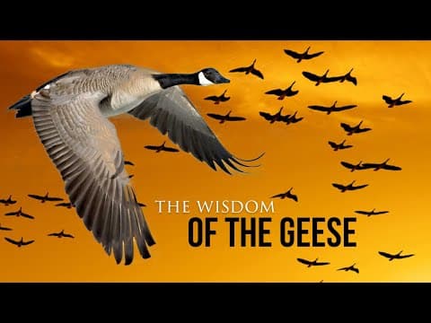 Wisdom Of The Geese - Best Motivational Video thumbnail