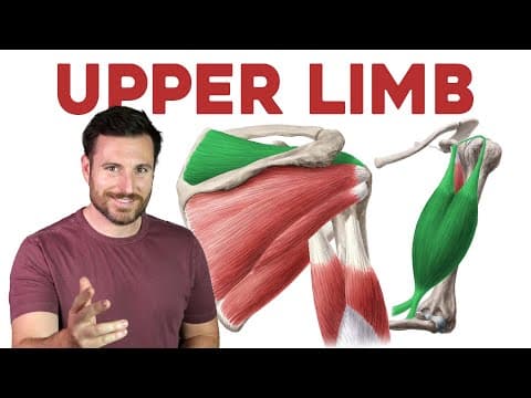 How To Remember Every Muscle in the Upper Limb and Arm | Corporis thumbnail