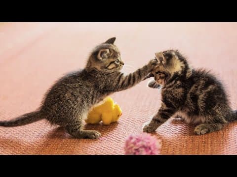 20 Minutes of Adorable Kittens 😍 | BEST Compilation thumbnail