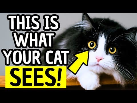 How Cats See Humans – Jaw-Dropping Secrets Every Pet Parent Must Know thumbnail