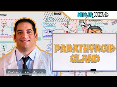 How do parathyroid hormone and calcitonin regulate calcium thumbnail