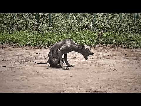 A neglected stray dog lived by the garbage dump, skeletal like a bat, no one willing to come near. thumbnail
