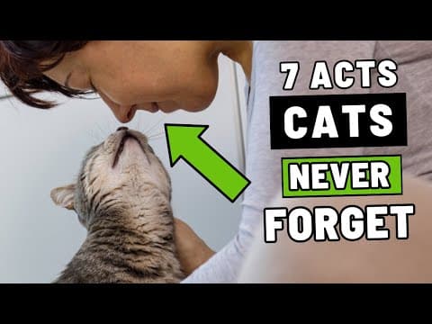The 7 Acts of Love Your Cat Hopes to Receive From You thumbnail