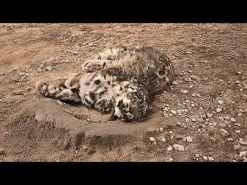 The snow leopard cub tragically fell from a height, was near death—but love gave him a second life. thumbnail