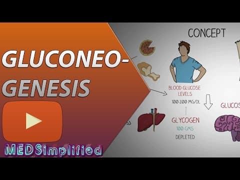 What Is Gluconeogenesis and Why Is It Important? thumbnail