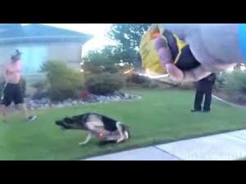 Bodycam Shows Utah Cop Use Taser on Attacking Dog thumbnail