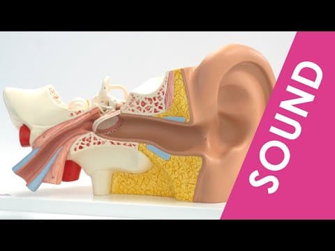 Sound and the Ear - GCSE Physics thumbnail