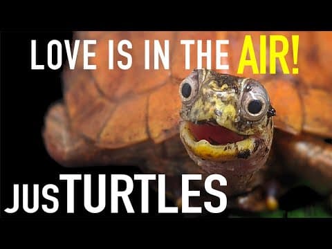 It's Time for Dozens of Leaf Turtles to Do What They Do thumbnail