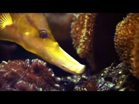 How Do Fish Eat Underwater and What Techniques Do They Use? thumbnail