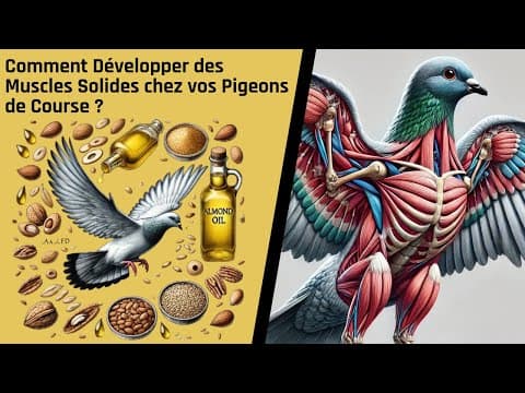Comment Développer des Muscles Solides chez vos Pigeons de Course ? thumbnail