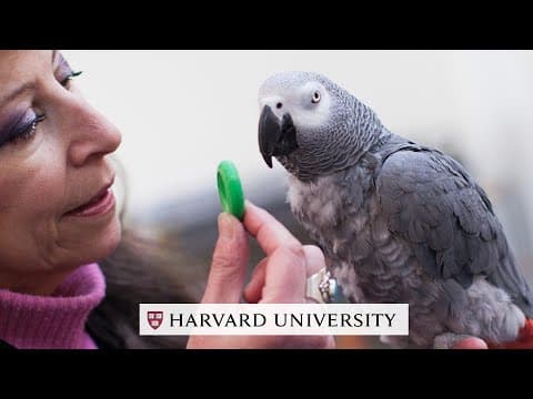 Not Your Average Bird Brain thumbnail
