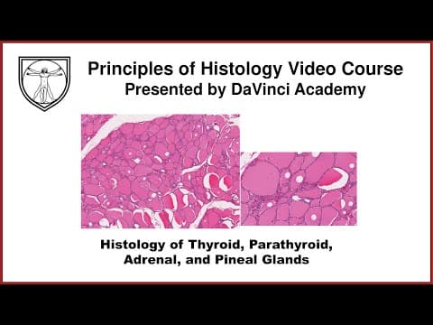 Histology of Thyroid, Parathyroid, Adrenal, and Pineal Glands [Endocrine Histology 2 of 2] thumbnail