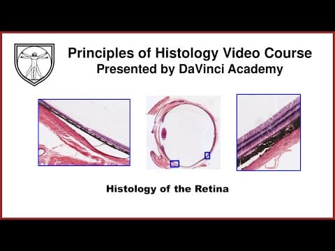 Histology of the Retina  [Special Senses Histology Part 3 of 4] thumbnail
