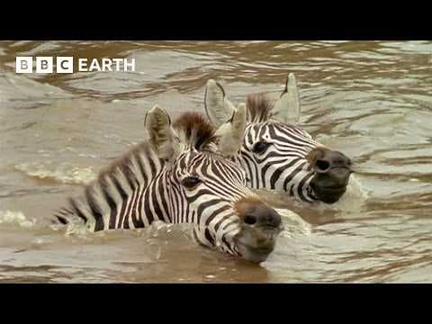 A Fight for Survival | Natural World: The Crossing | BBC Earth thumbnail