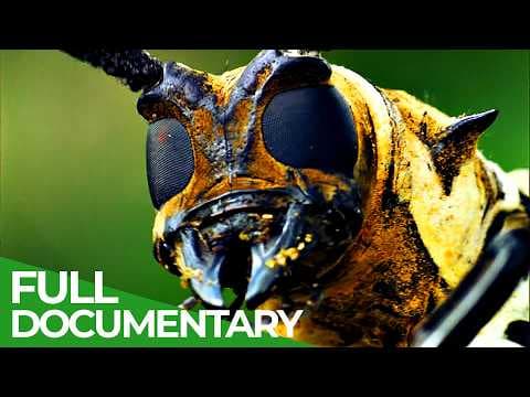 Wild Indonesia | Episode 2: Papua's Lost Worlds | Free Documentary Nature thumbnail