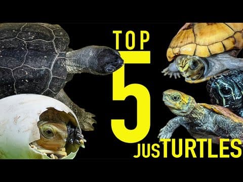 My Top 5 Favorite PET turtles thumbnail