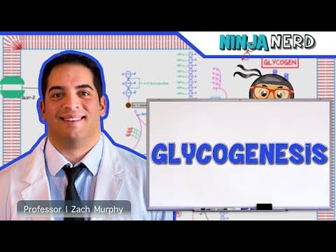 Metabolism | Glycogenesis thumbnail