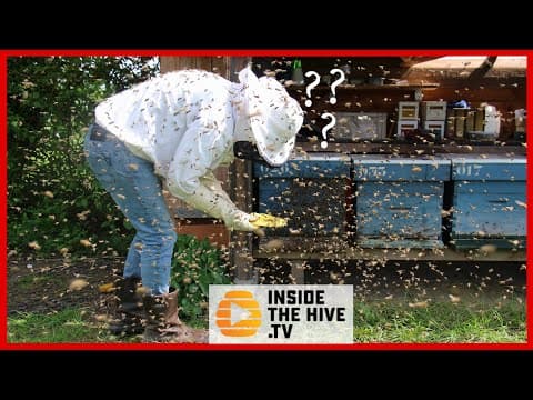 What happened to Beekeepers last year? - BIP Report - Dr. Nathalie Steinhauer thumbnail