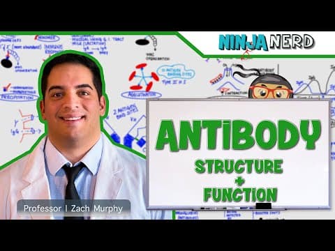 What Are Antibodies and How Do They Function in Immunity? thumbnail