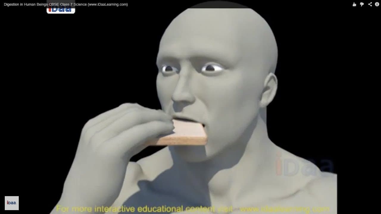 YouTube video player