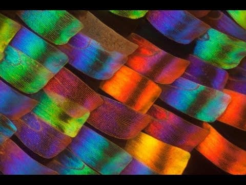What Are Butterfly Scales and How Are They Captured? thumbnail