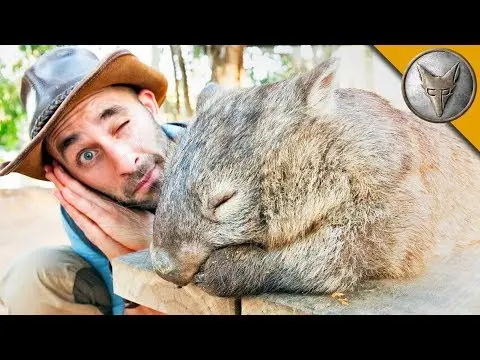 DON'T WAKE the WOMBAT?! thumbnail