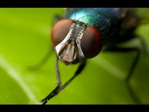The Evolution of Vision - Professor William Ayliffe thumbnail