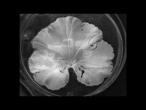 Photosynthesis photography: Making images with living plant leaves thumbnail