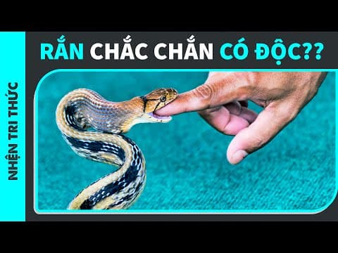 NHỮNG HIỂU LẦM THƯỜNG HAY GẶP VỀ RẮN | CreatureLovers | KHOA HỌC thumbnail